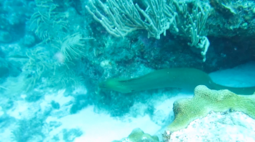 swimminggreenmoray5576